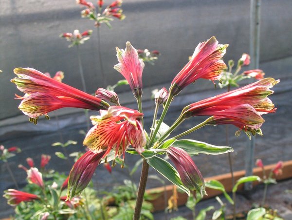 Alstroemeria psittacina 'Royal Star'