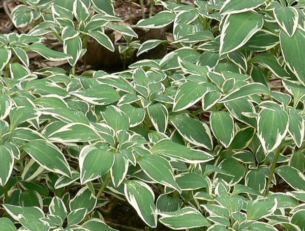 Alstroemeria psittacina 'Royal Star'