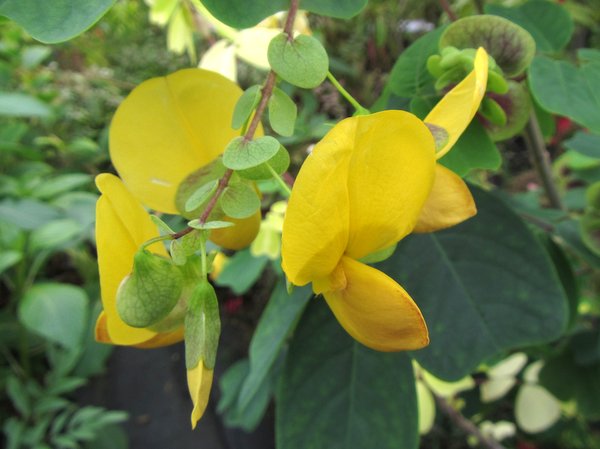 Amicia zygomeris