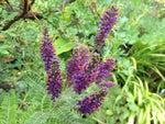 Amorpha canescens