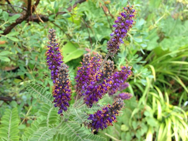 Amorpha canescens
