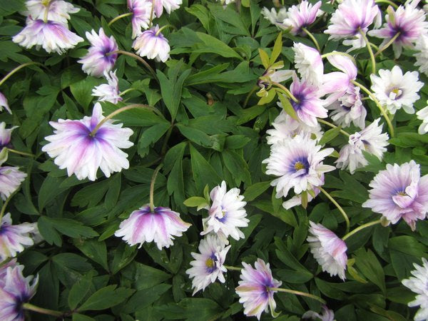 Anemone nemorosa 'Blue Eyes'