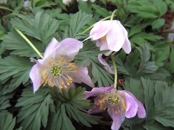 Anemone nemorosa 'Tilo'