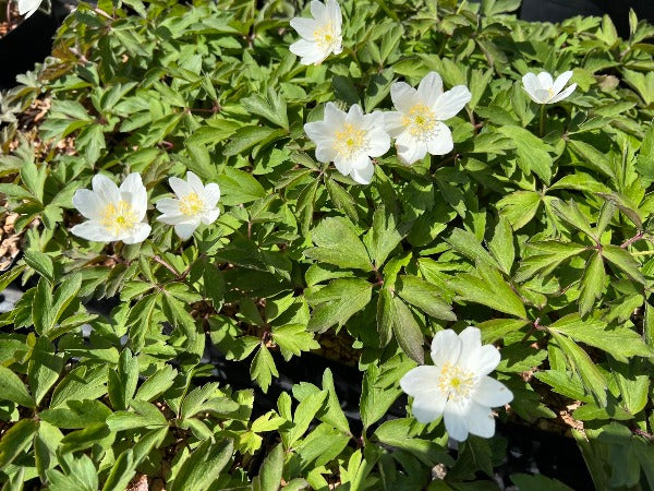 A mat of foliage and white flowers of Anemone nemorosa 'Grandiflora'