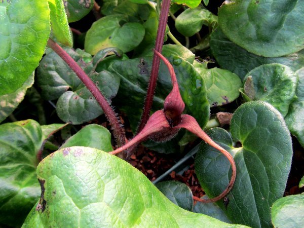 Asarum caudatum