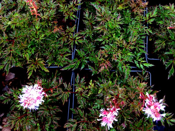 Astilbe glaberrima 'Yakushima'