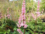 Astilbe x crispa 'Perkeo'