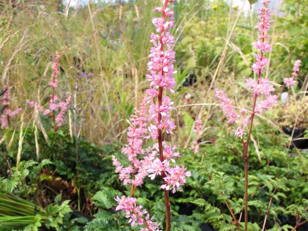 Astilbe x crispa 'Perkeo'