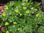 Azorella trifurcata 'Nana'