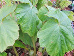 Begonia emeiensis DJHC 98479