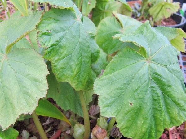 Begonia emeiensis DJHC 98479