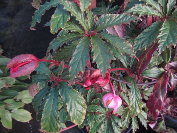 Begonia hemsleyana