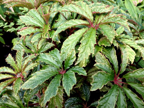 Begonia hemsleyana