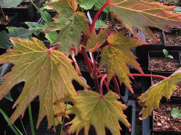 Begonia sp. MD 12-63