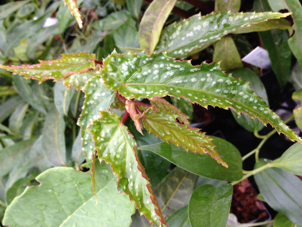 Begonia taiwaniana MWT237