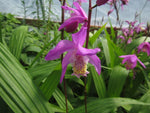 Bletilla 'Brigantes'
