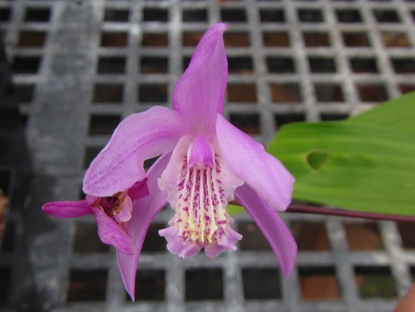 Bletilla 'Brigantes'