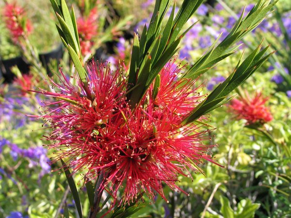 Callistemon 'Woodlanders Hardy'