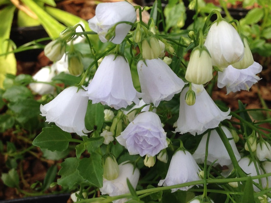 Campanula 'Summer Pearl'