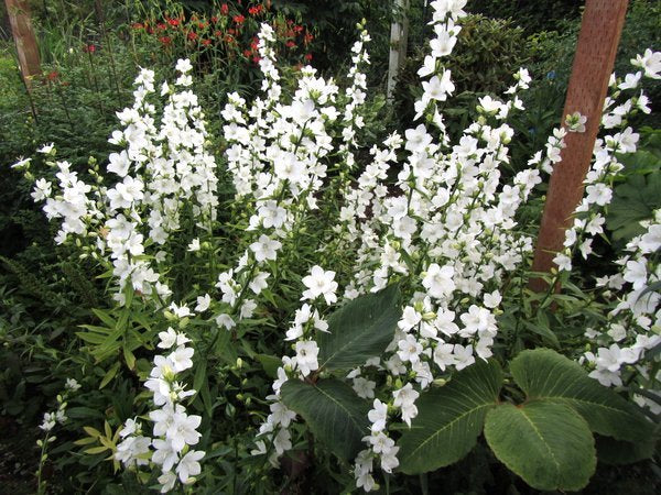 Campanula latiloba 'Alba'