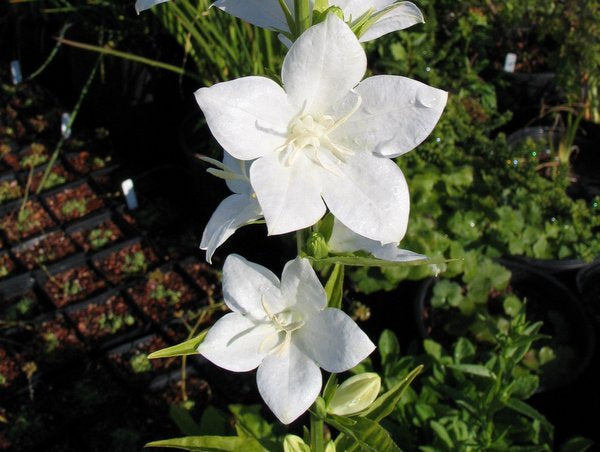 Campanula latiloba 'Alba'