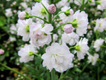 Cardamine pratensis 'Salzach'