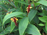 Cautleya spicata 'Crug Canary' BSWJ2103