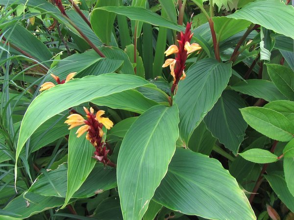 Cautleya spicata 'Crug Canary' BSWJ2103