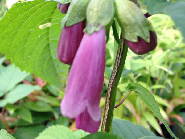 Chelonopsis moschata