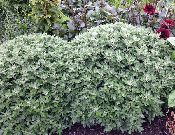 Chrysanthemum 'Snow Dome'