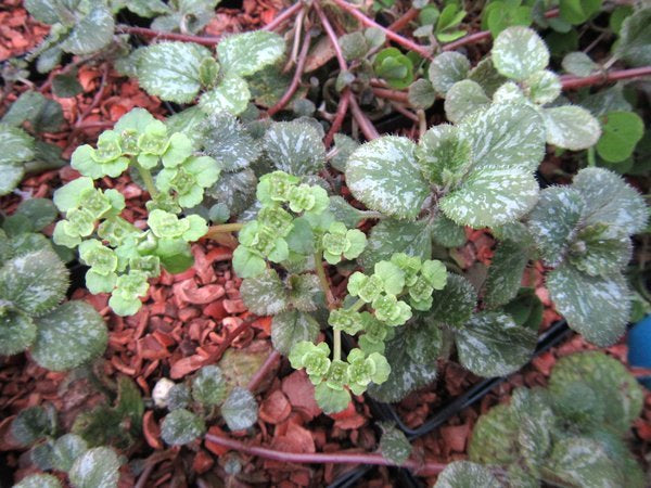 Chrysosplenium lanuginosum 'Leigong Frost' MD 12-20