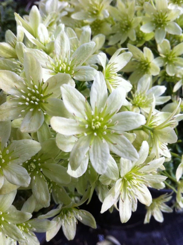 A mass of white flowers with green centers of Clematis 'Lunar Lass'