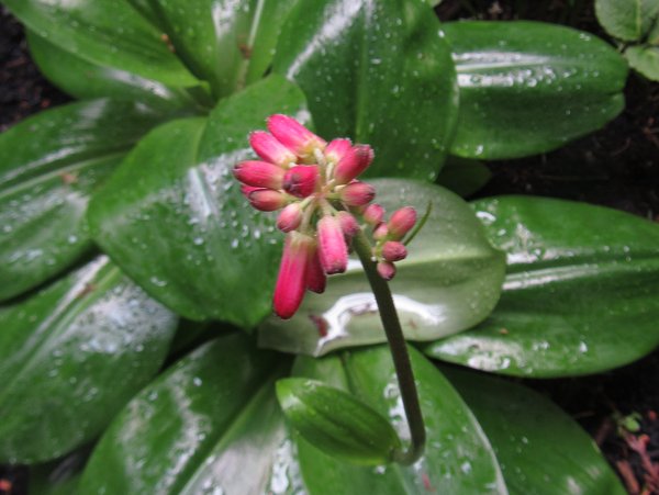 Clintonia andrewsiana