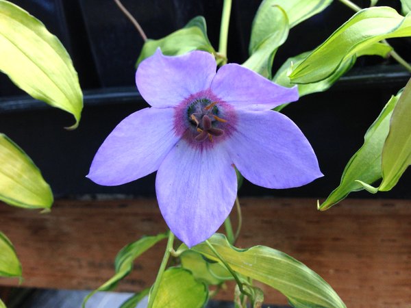 Codonopsis convolvulacea subsp. grey-wilsonii