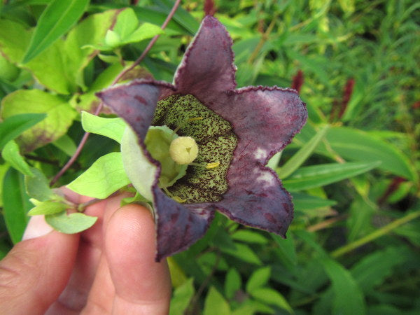 Codonopsis lanceolata