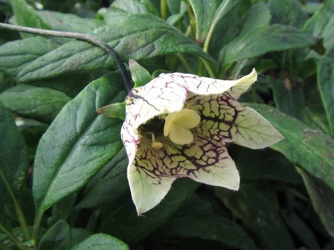 Codonopsis subscaposa