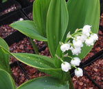 The broad leaves and white bell flowers of Convallaria majalis 'Cream da Mint'