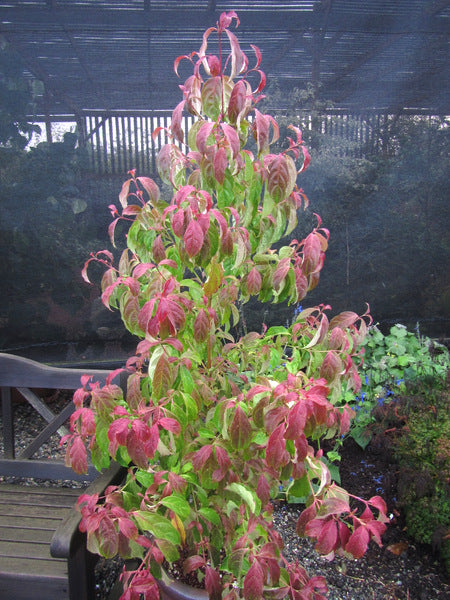 Cornus hongkongensis subsp. tonkinensis 'Honky Tonkin' FMWJ 13145
