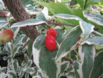 Cornus mas 'Variegata'