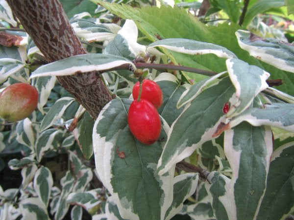 Cornus mas 'Variegata'