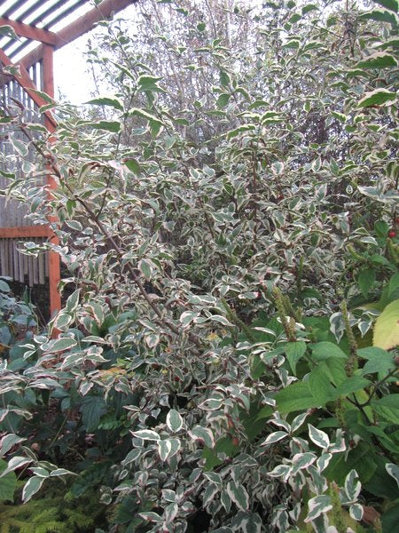 Cornus mas 'Variegata'