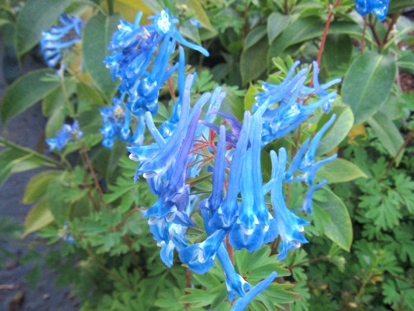 Corydalis 'Heavenly Blue'