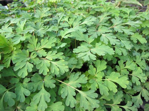 Corydalis 'Rainier Blue'