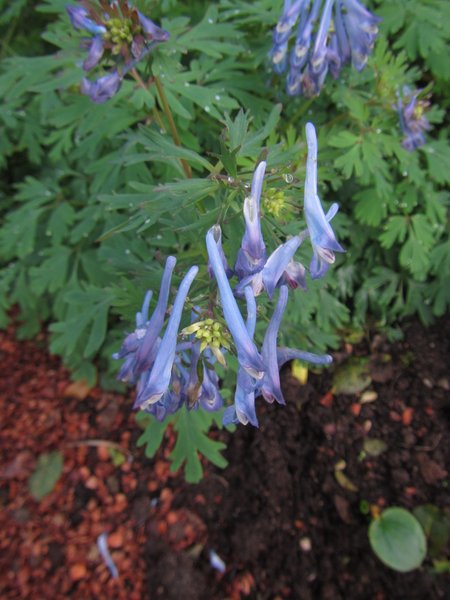 Corydalis - Far Reaches Select