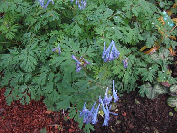 Corydalis - Far Reaches Select