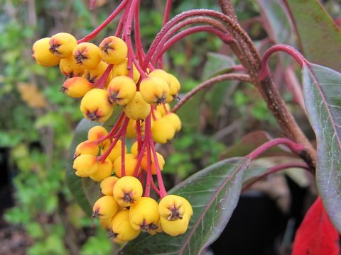 Cotoneaster 'Rothschildianus'