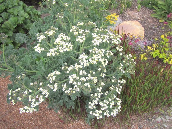 Crambe maritima