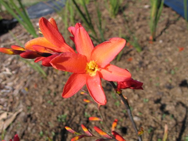 Crocosmia 'Debutante'