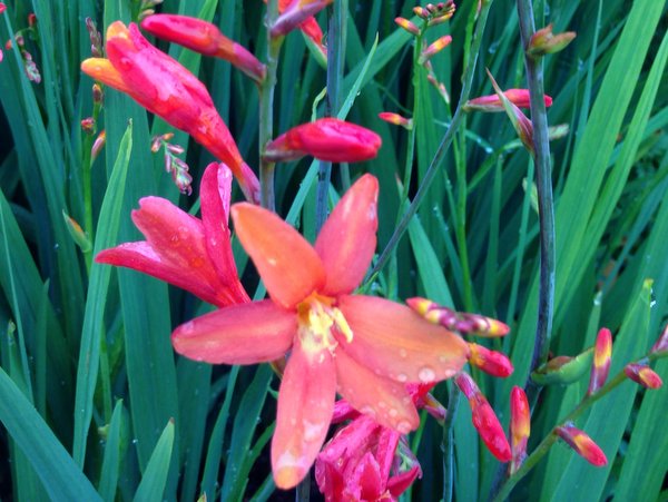 Crocosmia 'Debutante'