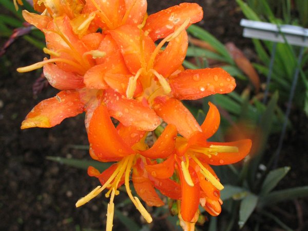 Crocosmia 'Fernhill'